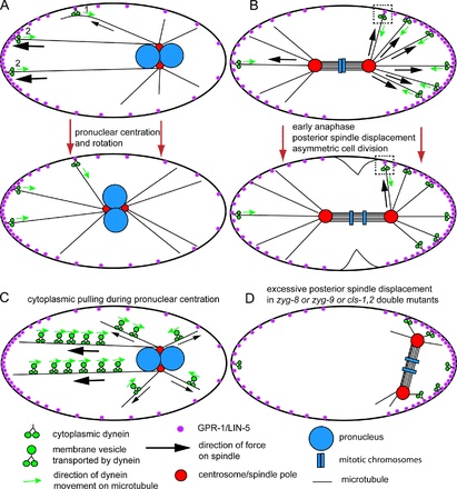 drosophila genetics quizlet